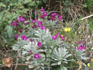 Wildflowers beside one of the tracks in Cinque Terre