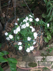 Impatiens