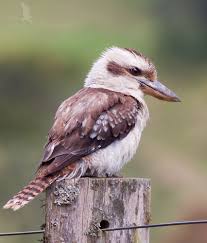 kookaburra-11