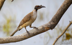noisy-friarbird-philemon-corniculatus-au-nofb-03-cunnamulla-qld-oct-2013-l