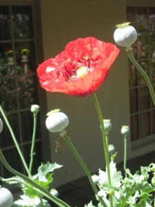 050