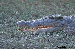 crocsalt_s
